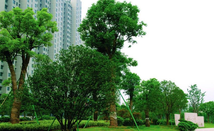 什么是園林綠化？園林綠化的概念是什么？